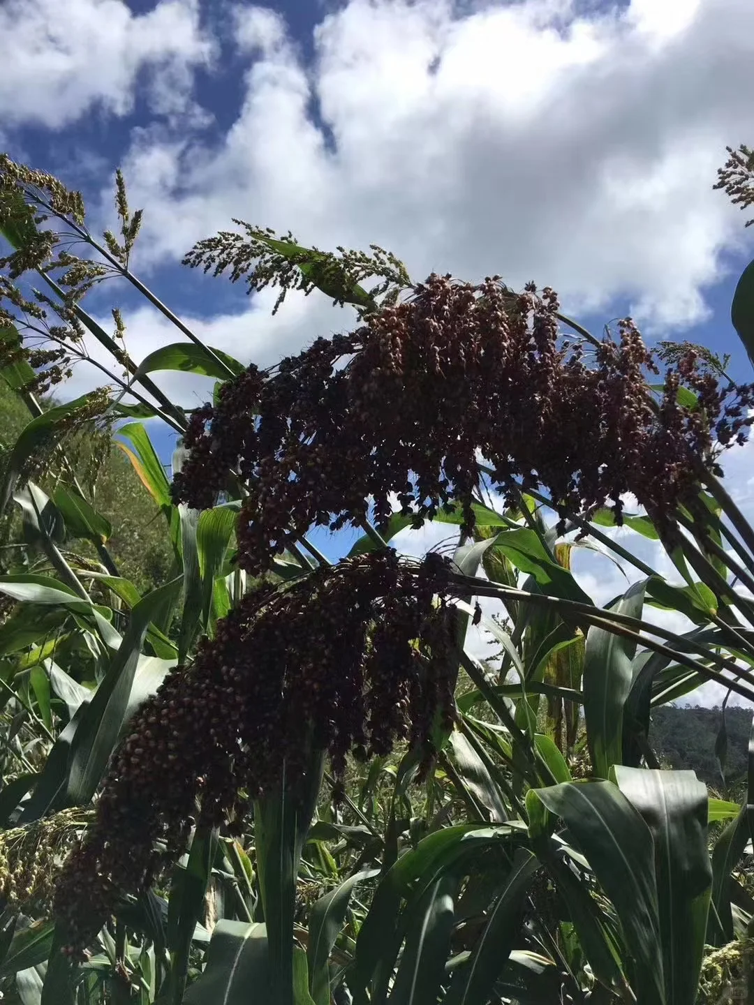 高端的美酒只需简单的传统酿造_红高粱酒