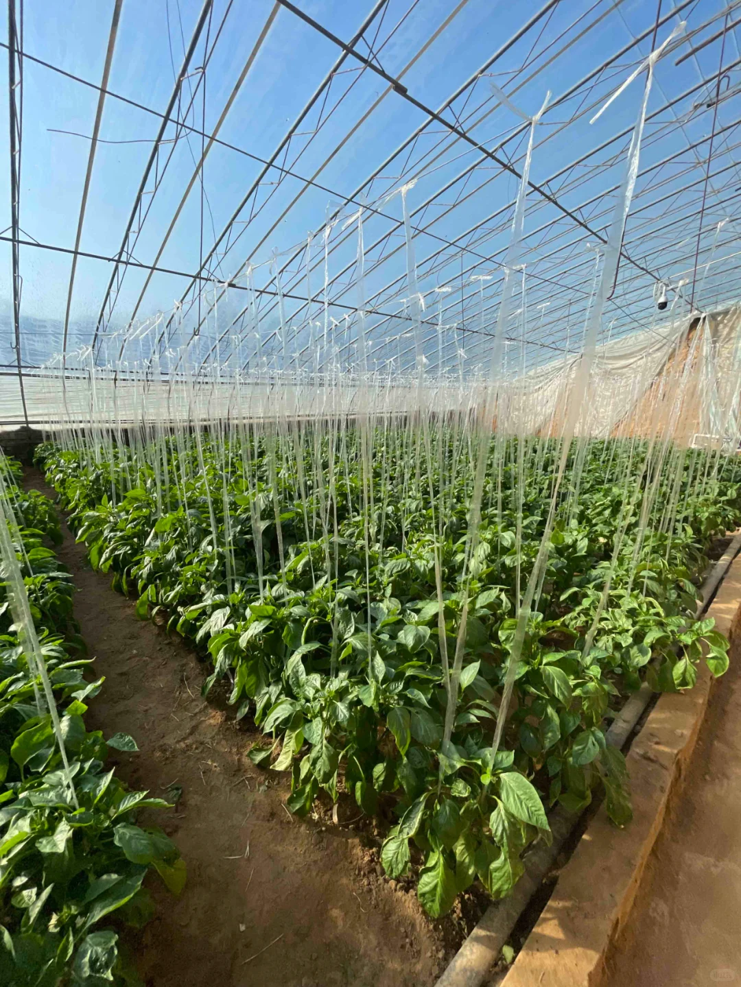 智慧农业——现代农业产业园区的高质量发展