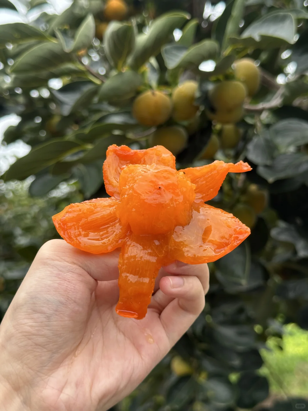 真正的助农~不要邮费、给地址就发