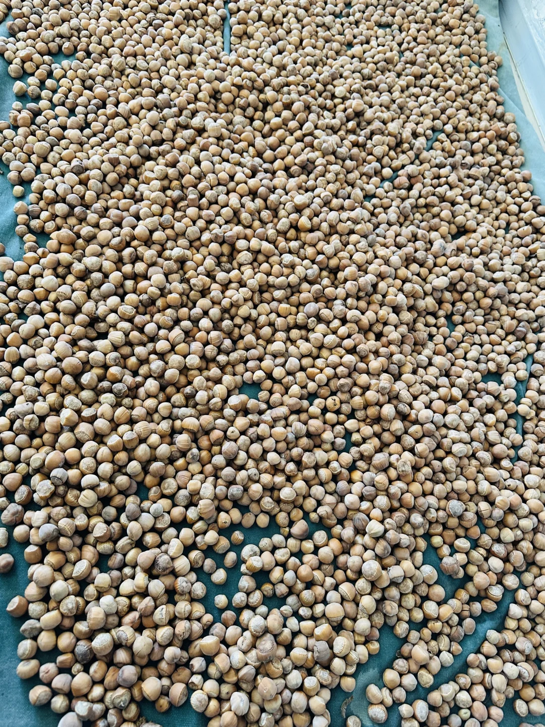 东北婆婆家的绿色食品