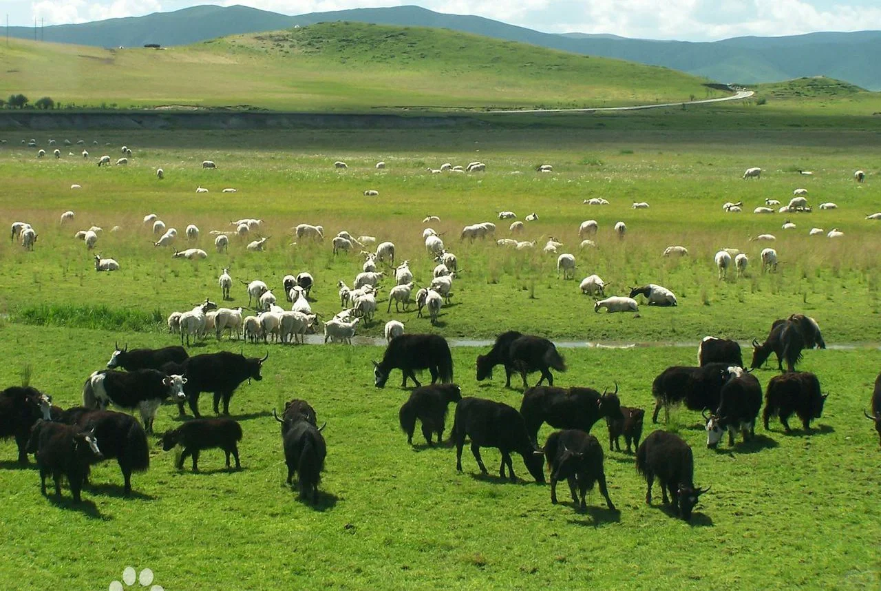 互联网模式下绿色农牧业的发展新方向