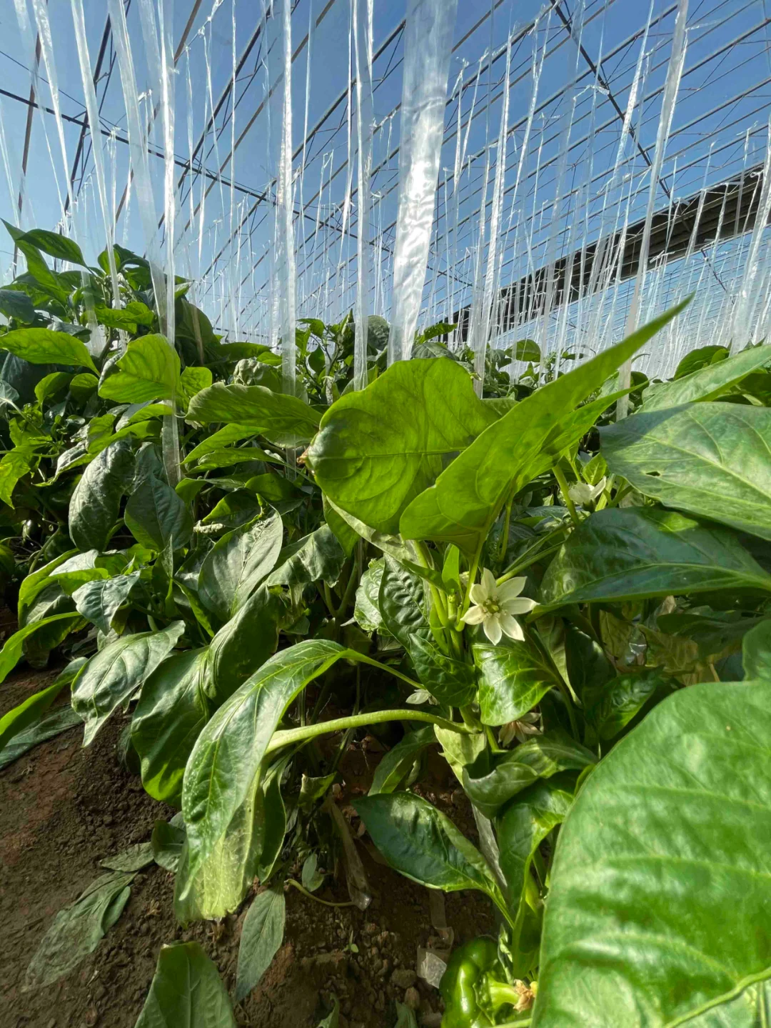 智慧农业——现代农业产业园区的高质量发展