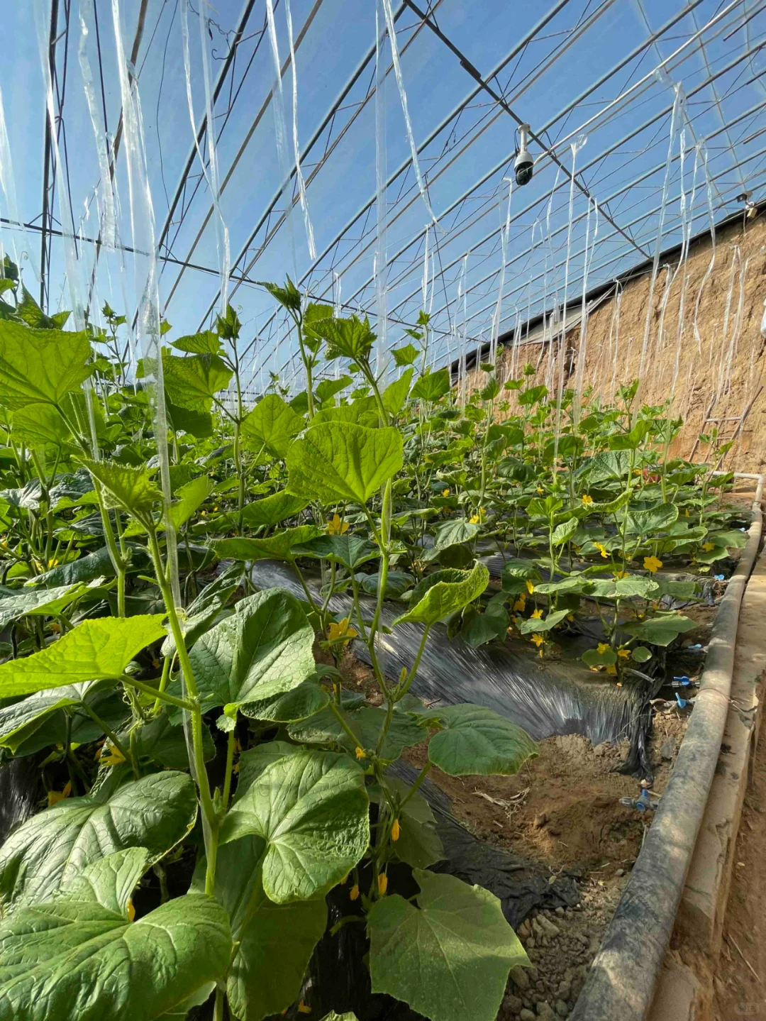 智慧农业——现代农业产业园区的高质量发展