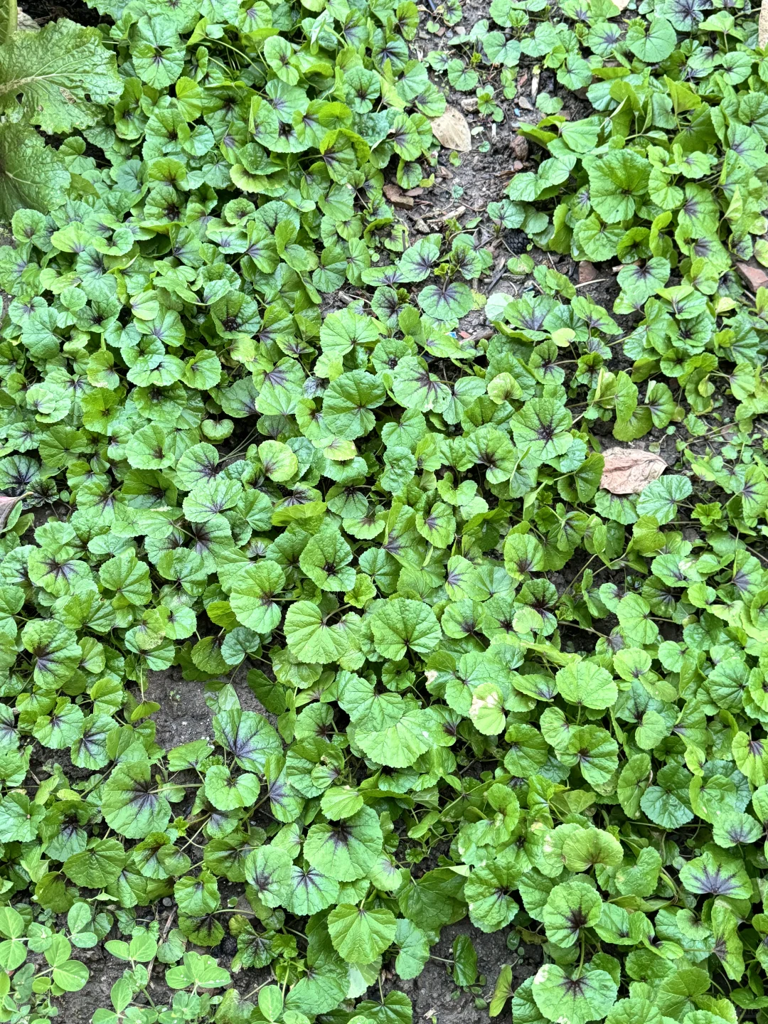 北京菜园子入冬前的绿色，马上就要调零了吗