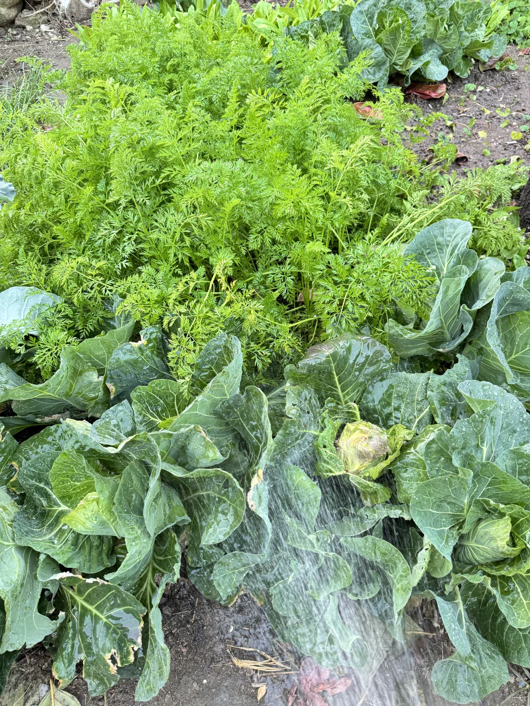 北京菜园子入冬前的绿色，马上就要调零了吗