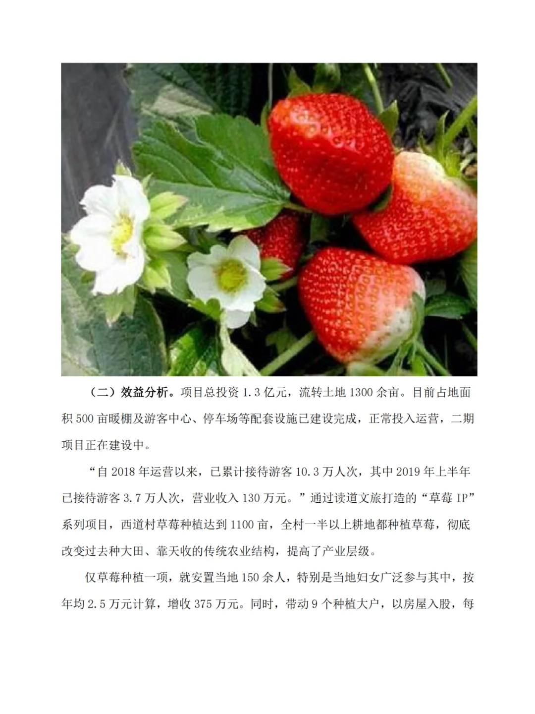 河北隆化的“小草莓大产业”