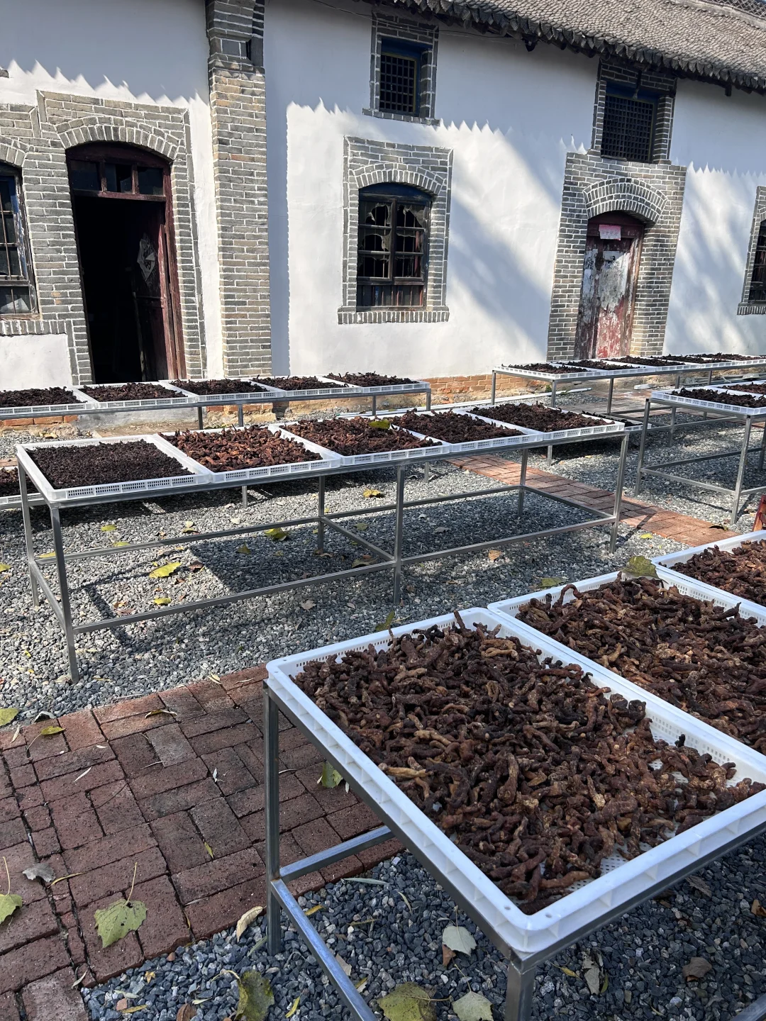 洛阳｜非遗传承人找到九蒸九晒晒场啦