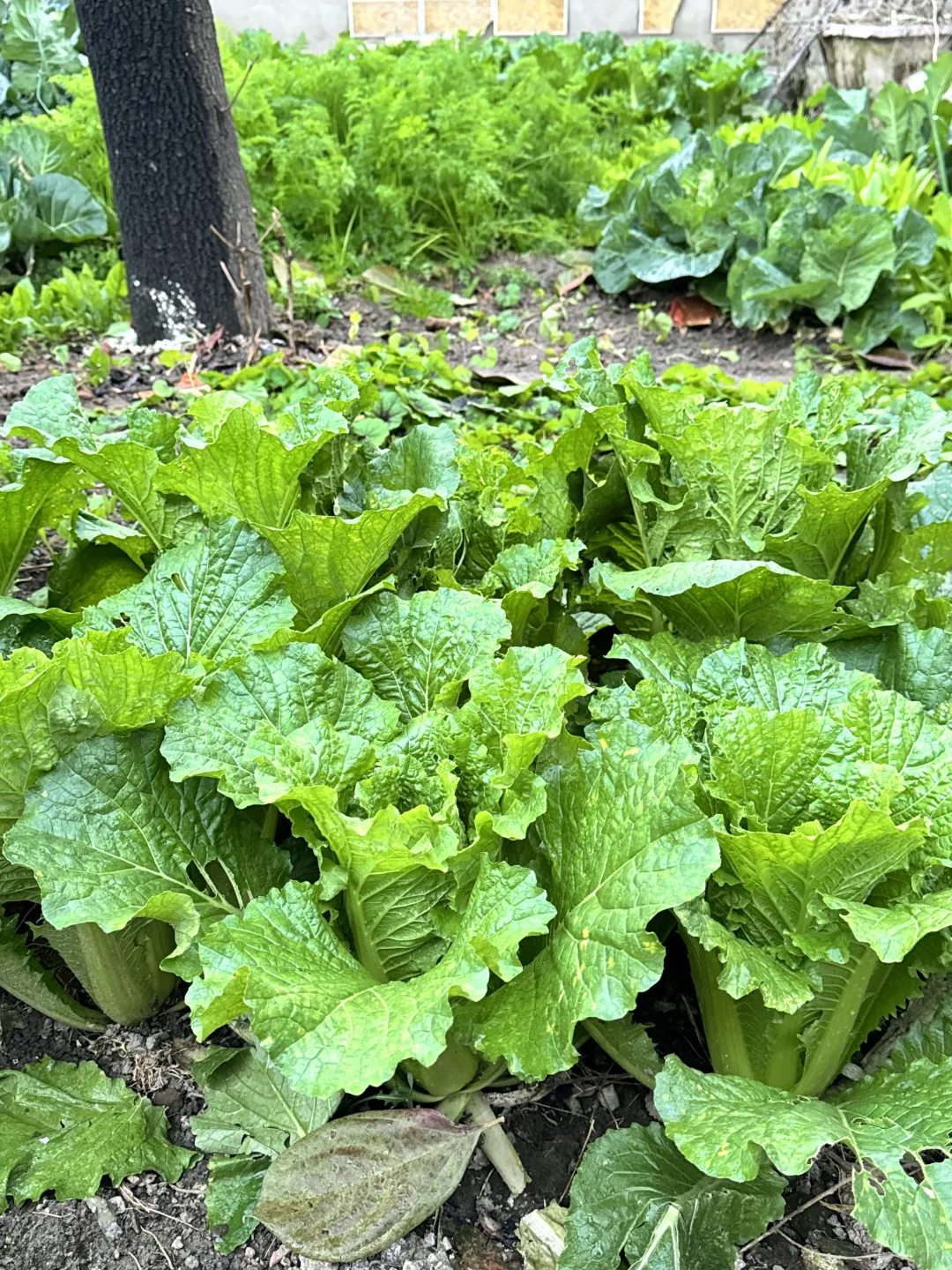 北京菜园子入冬前的绿色，马上就要调零了吗