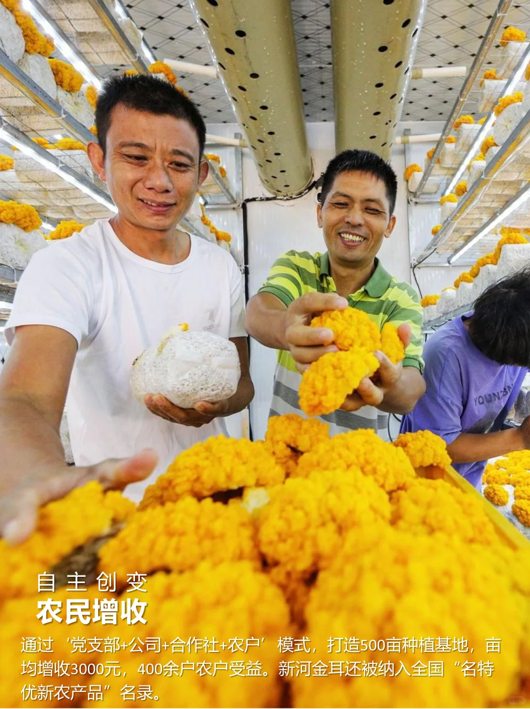 改善民生——河北新河:平原农业求“新”记