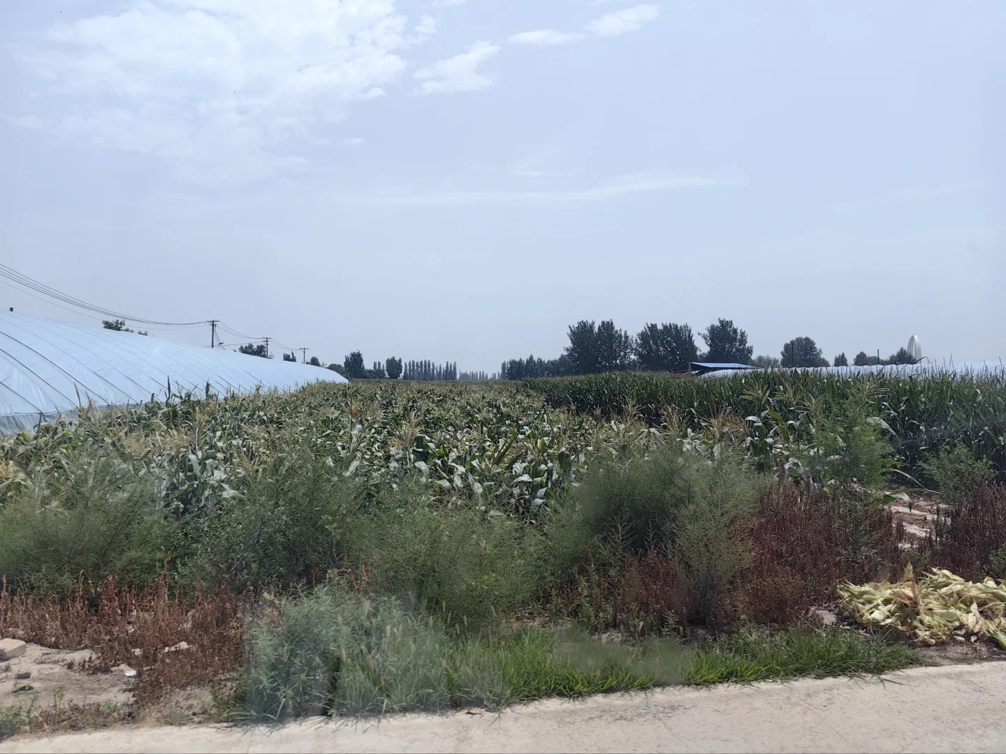 大学生暑期社会实践——桑梓农情，生态先行