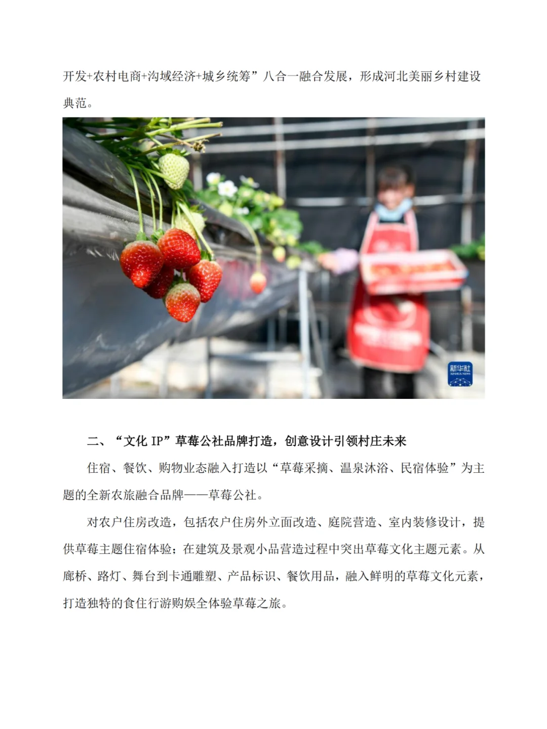 河北隆化的“小草莓大产业”