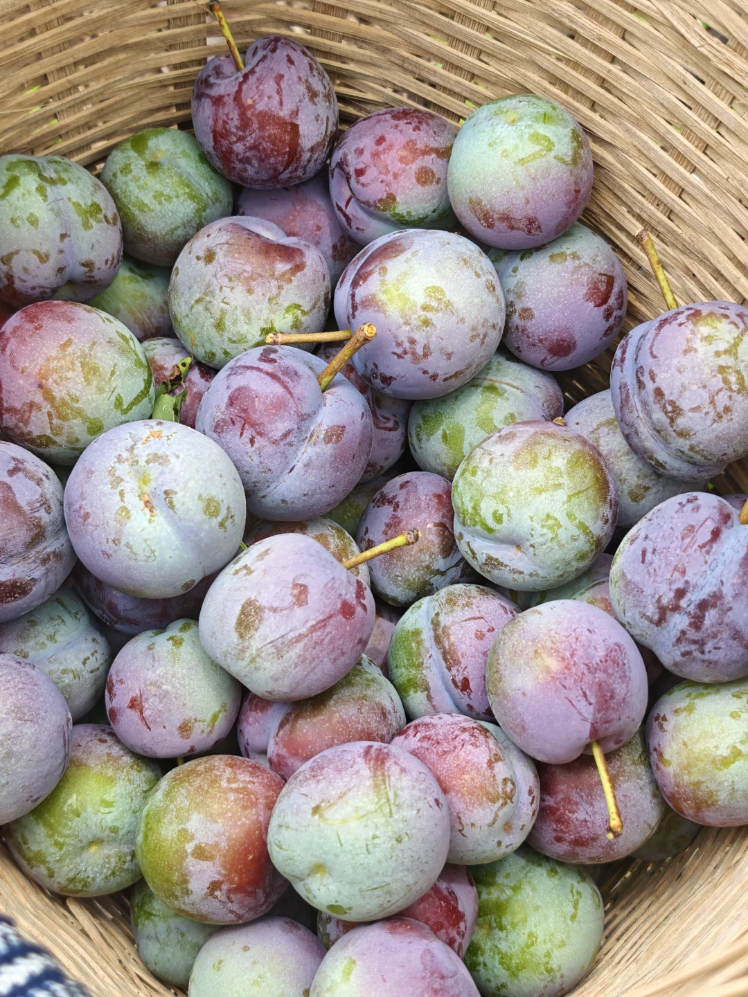 今年大丰收，卖又不值钱，烂在地里又可惜