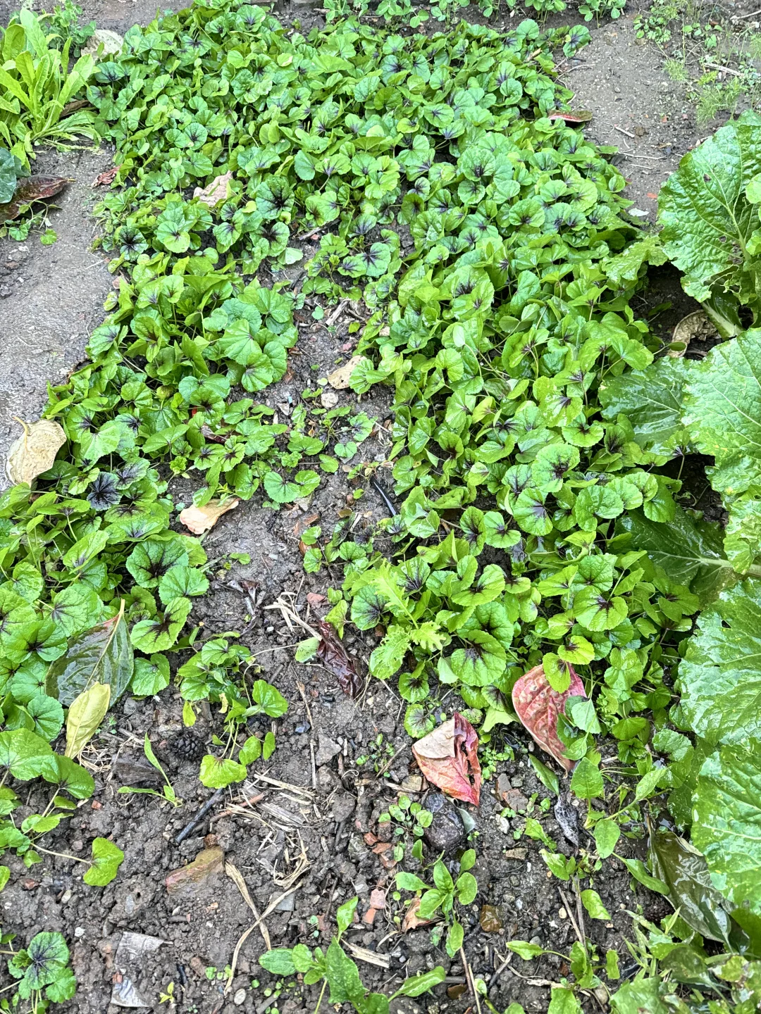 北京菜园子入冬前的绿色，马上就要调零了吗