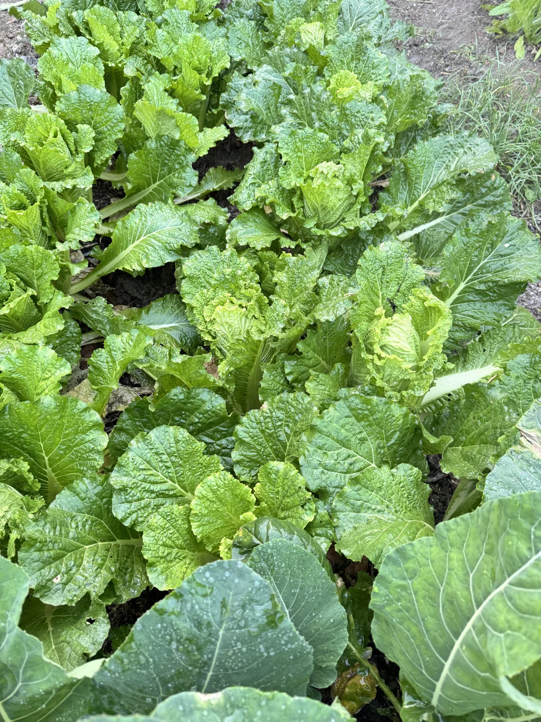 北京菜园子入冬前的绿色，马上就要调零了吗