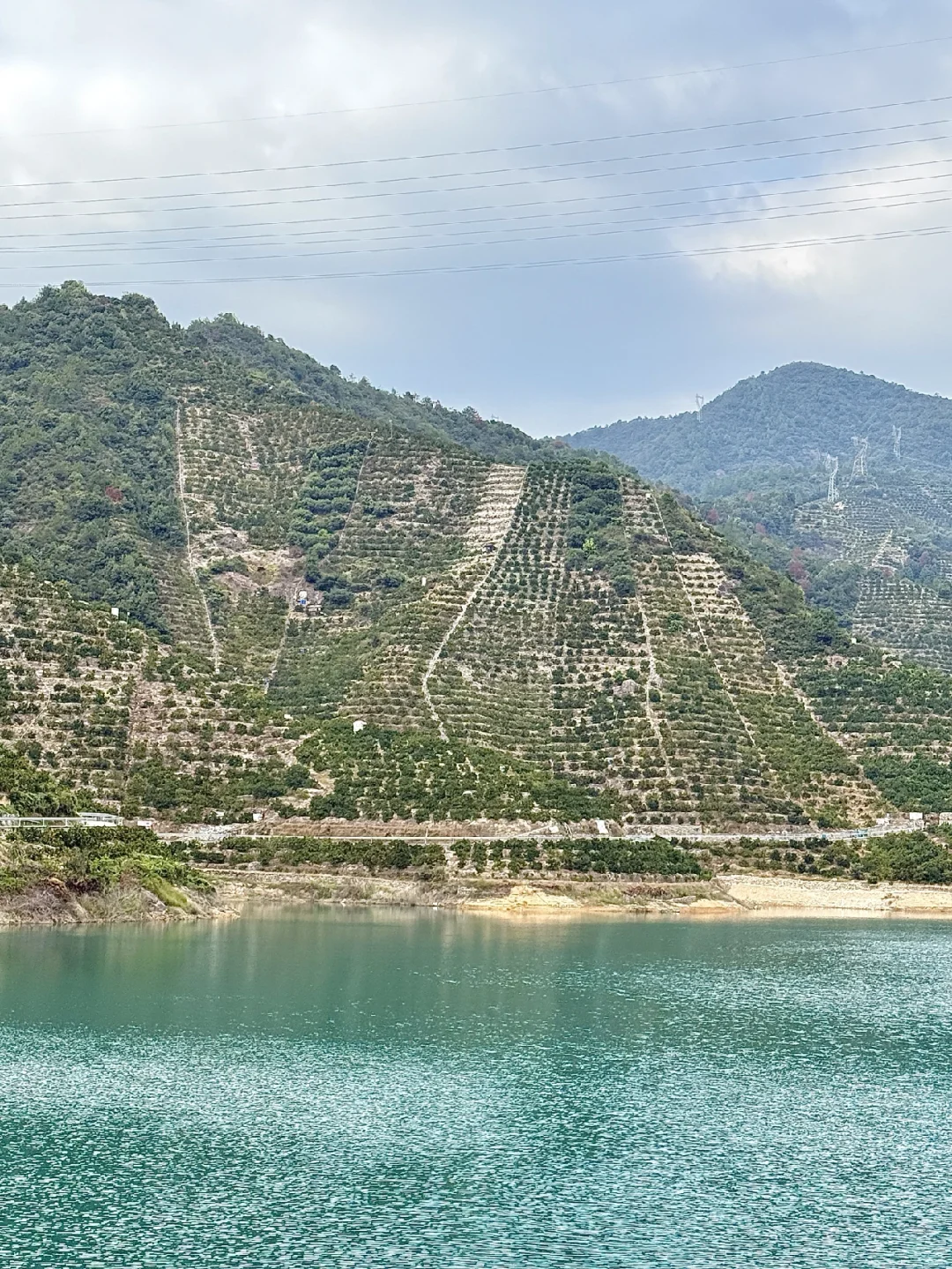 涌泉蜜橘面临的困境