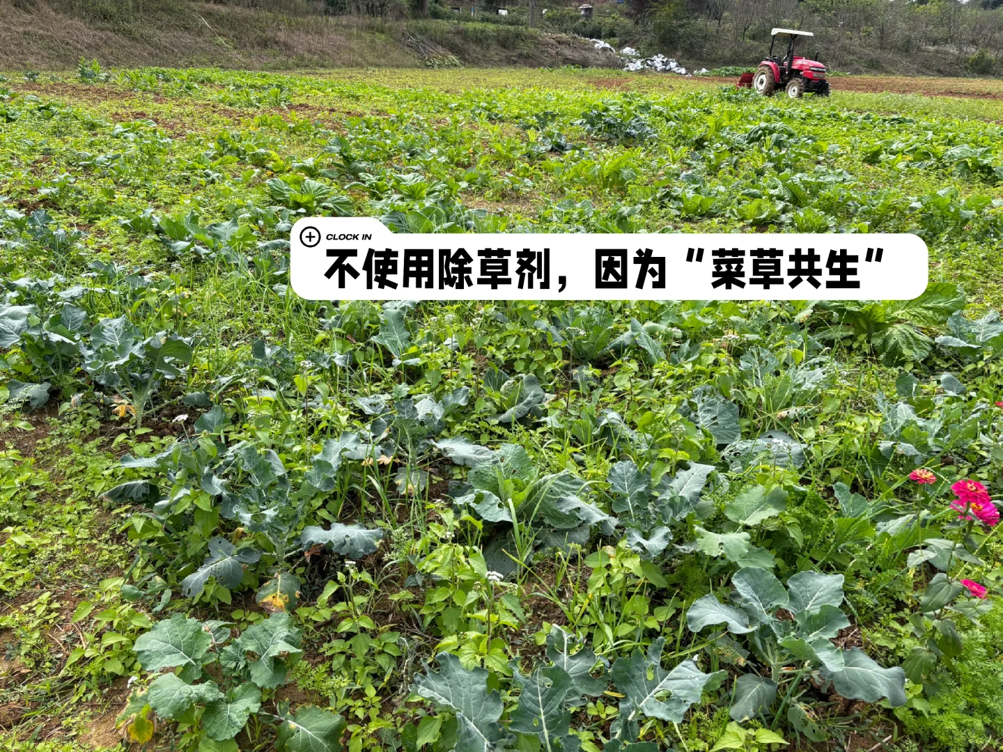 下一个风口就是私域➕共享菜园！