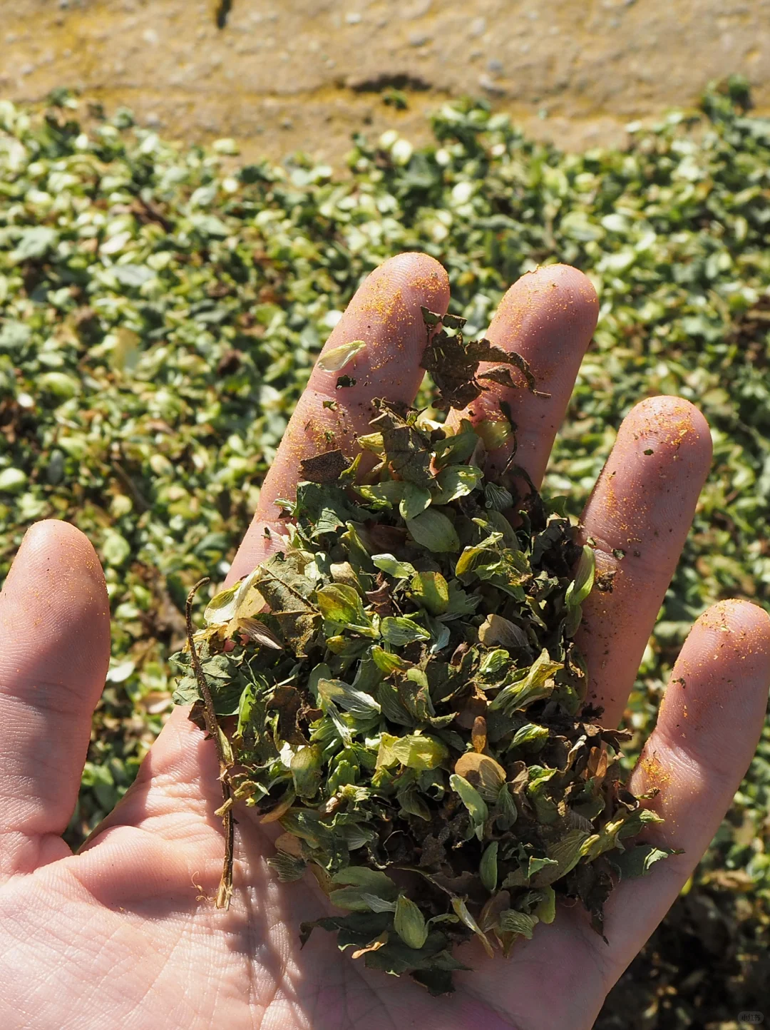 啤酒花藤蔓：源于土地，归于土地
