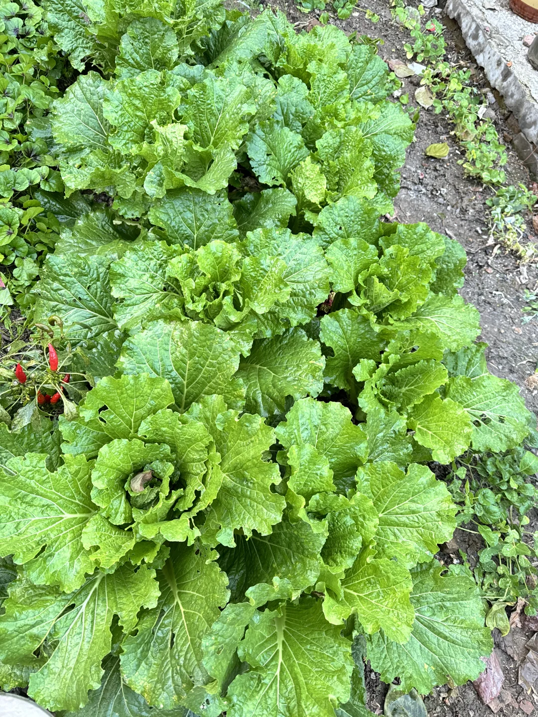 北京菜园子入冬前的绿色，马上就要调零了吗