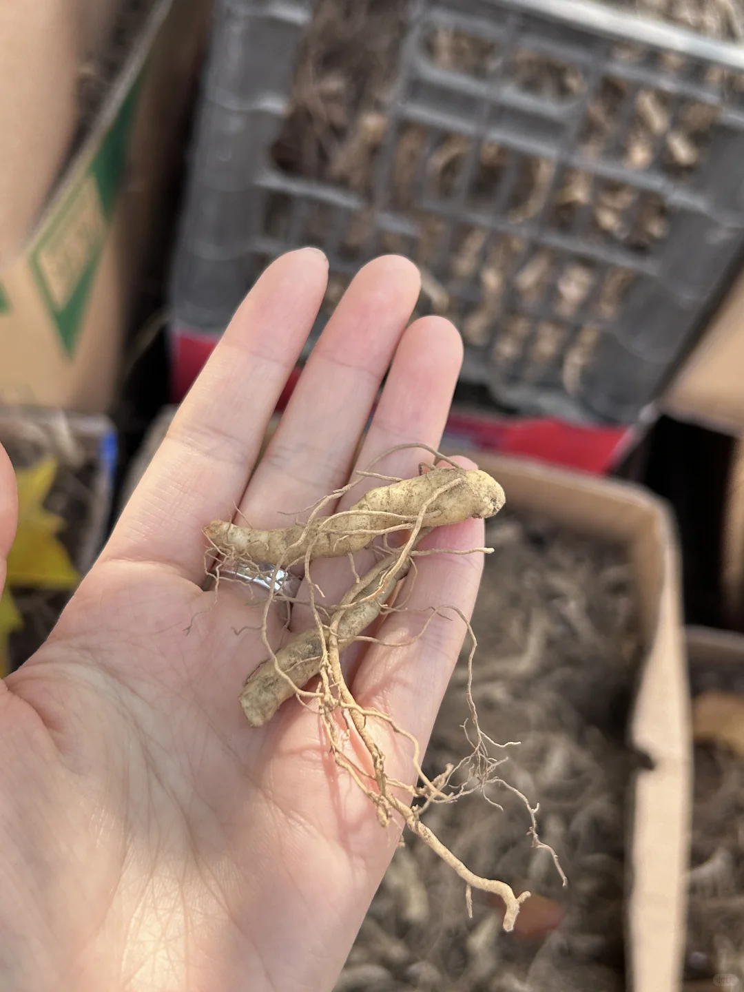 洛阳｜非遗传承人找到九蒸九晒晒场啦