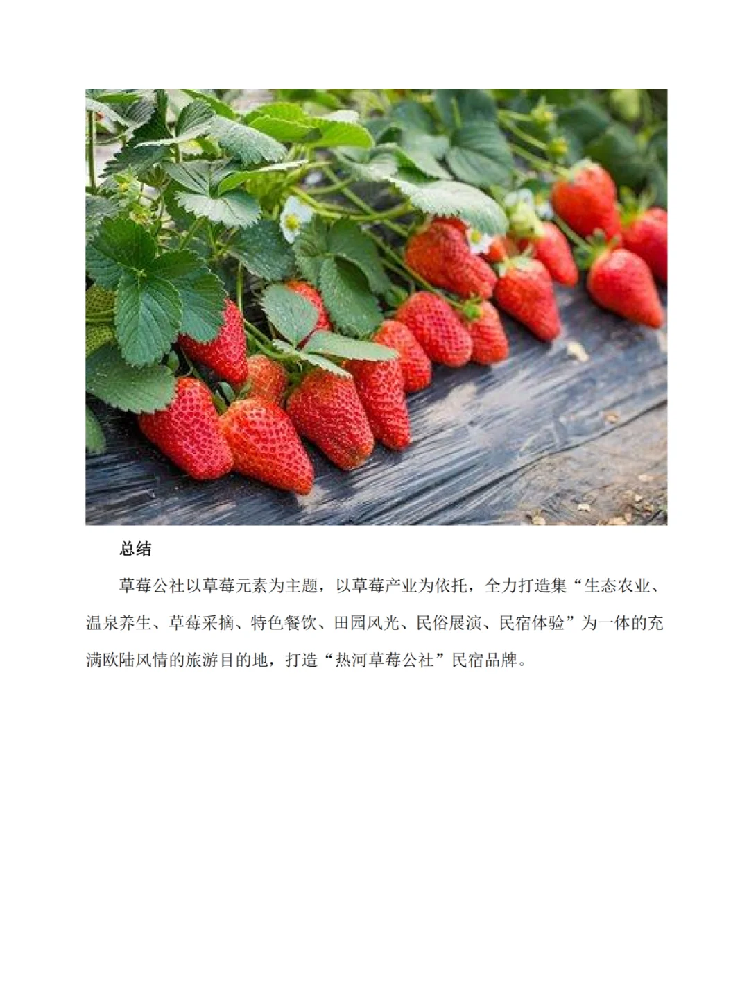 河北隆化的“小草莓大产业”