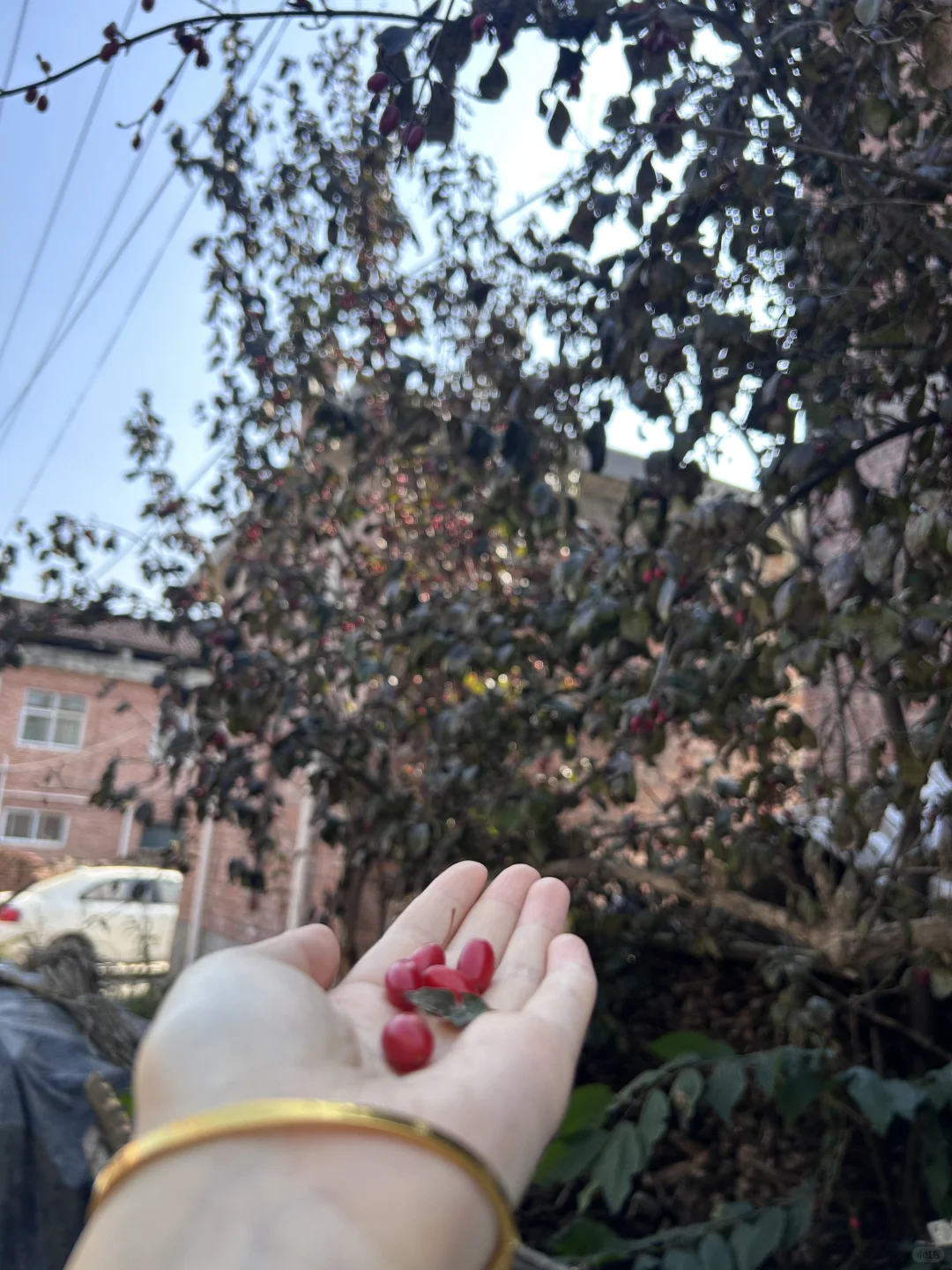 洛阳｜非遗传承人找到九蒸九晒晒场啦