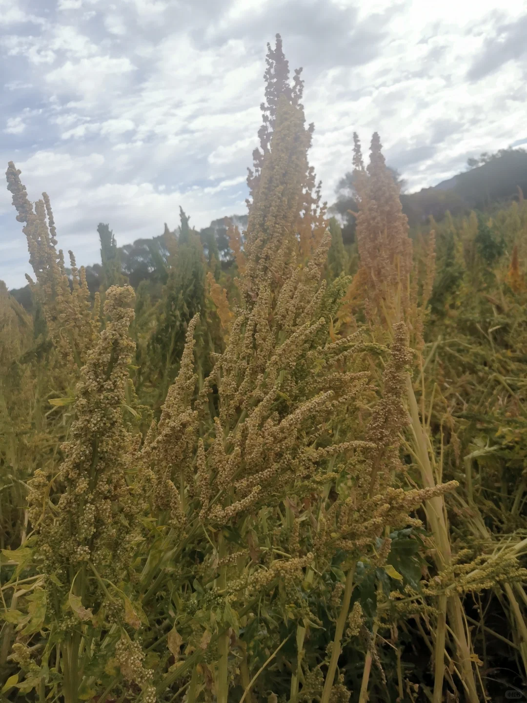 自家种的绿色农产品高原藜麦藜麦