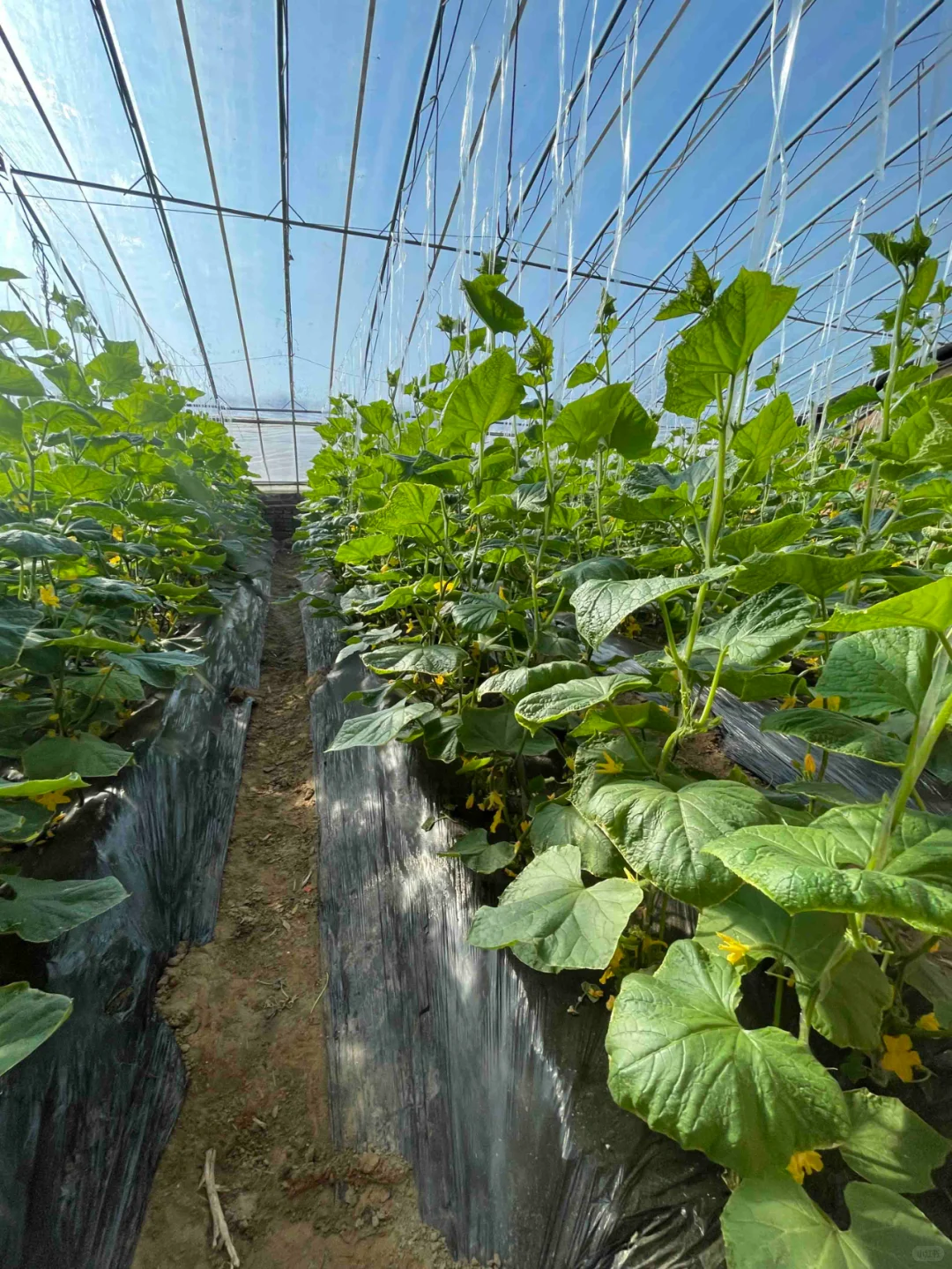 智慧农业——现代农业产业园区的高质量发展