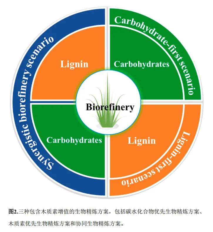 ?植物里藏着“环保黄金”?天大新研究