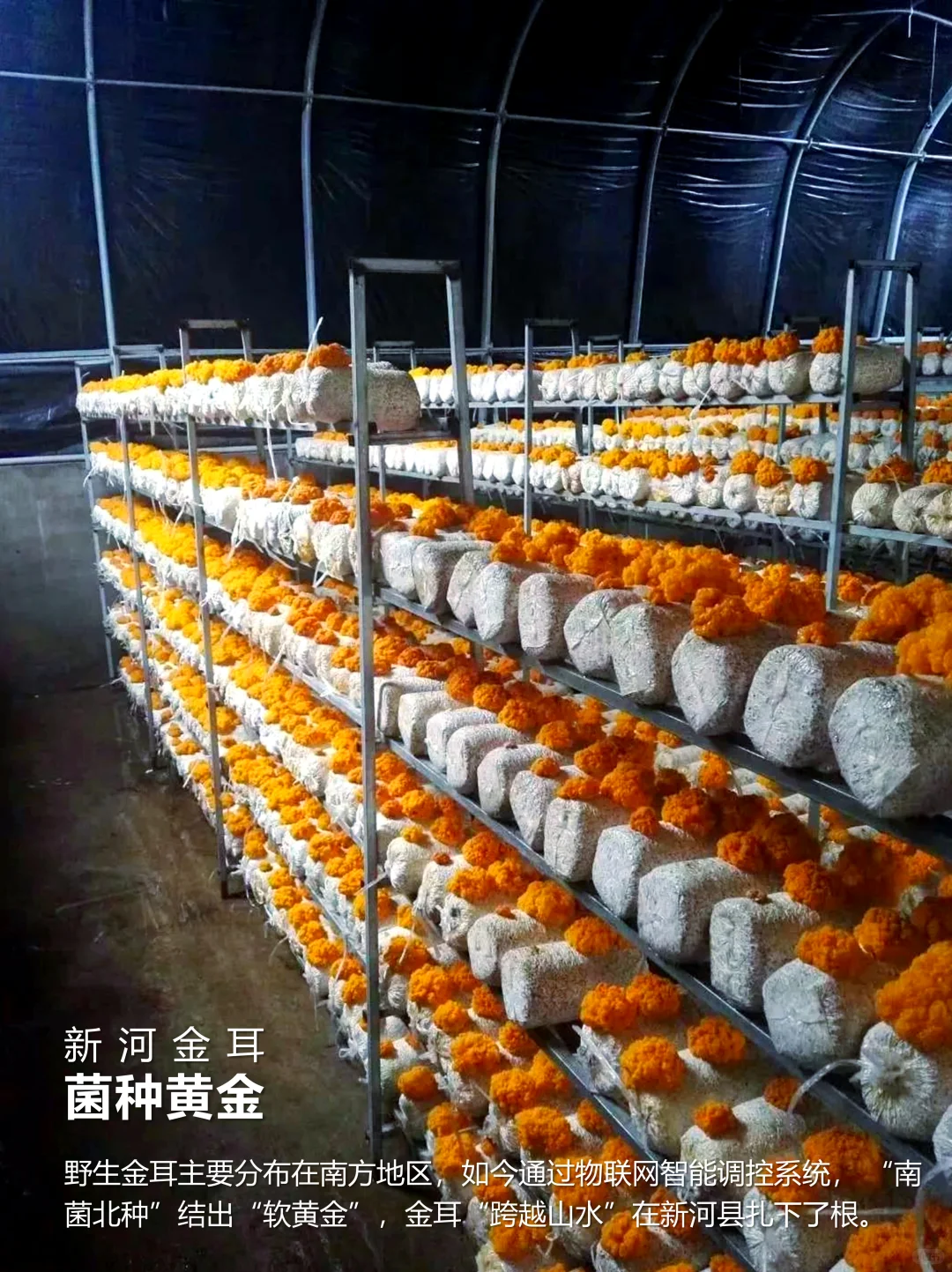 改善民生——河北新河:平原农业求“新”记