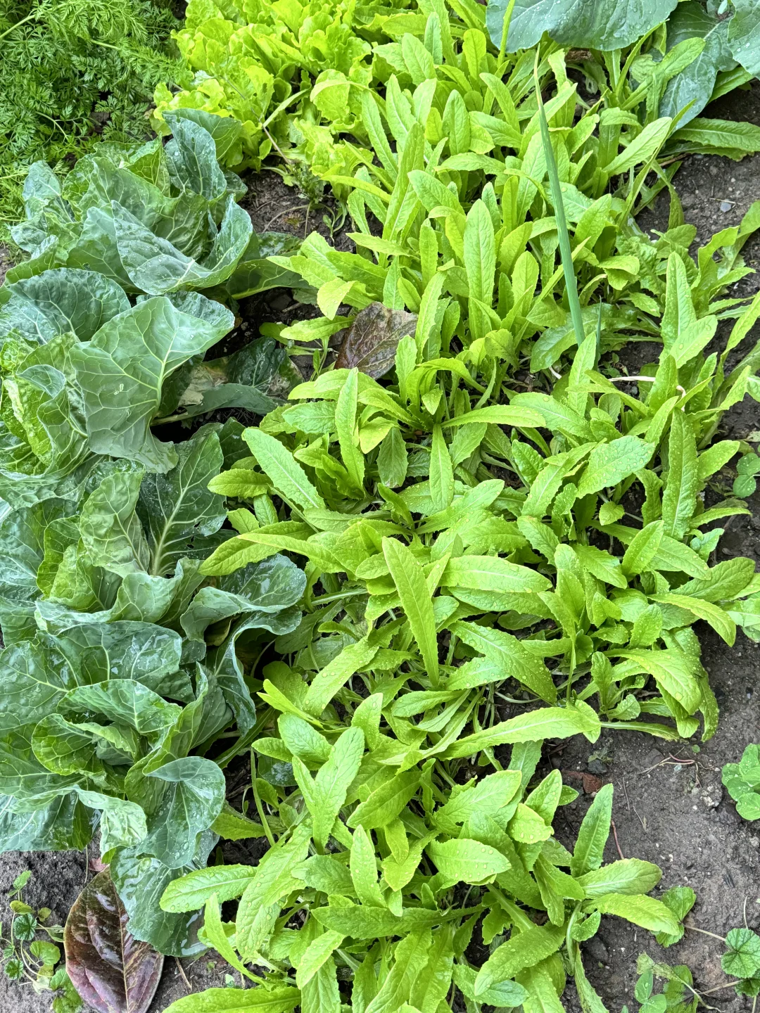 北京菜园子入冬前的绿色，马上就要调零了吗