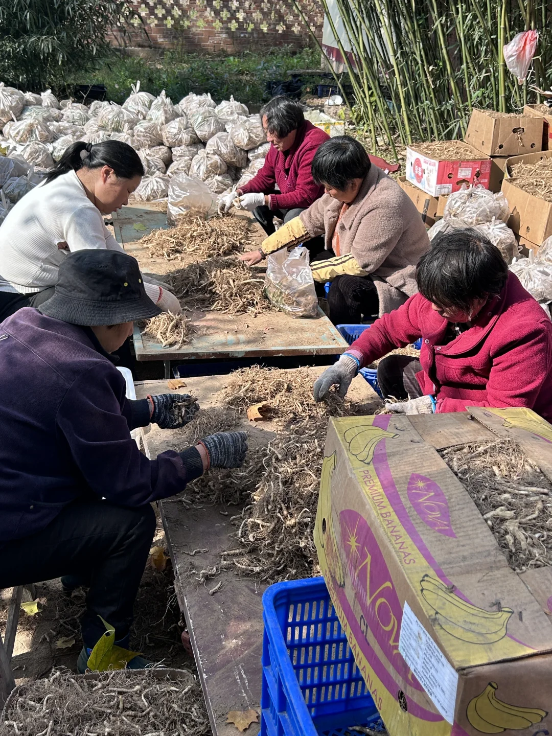 洛阳｜非遗传承人找到九蒸九晒晒场啦