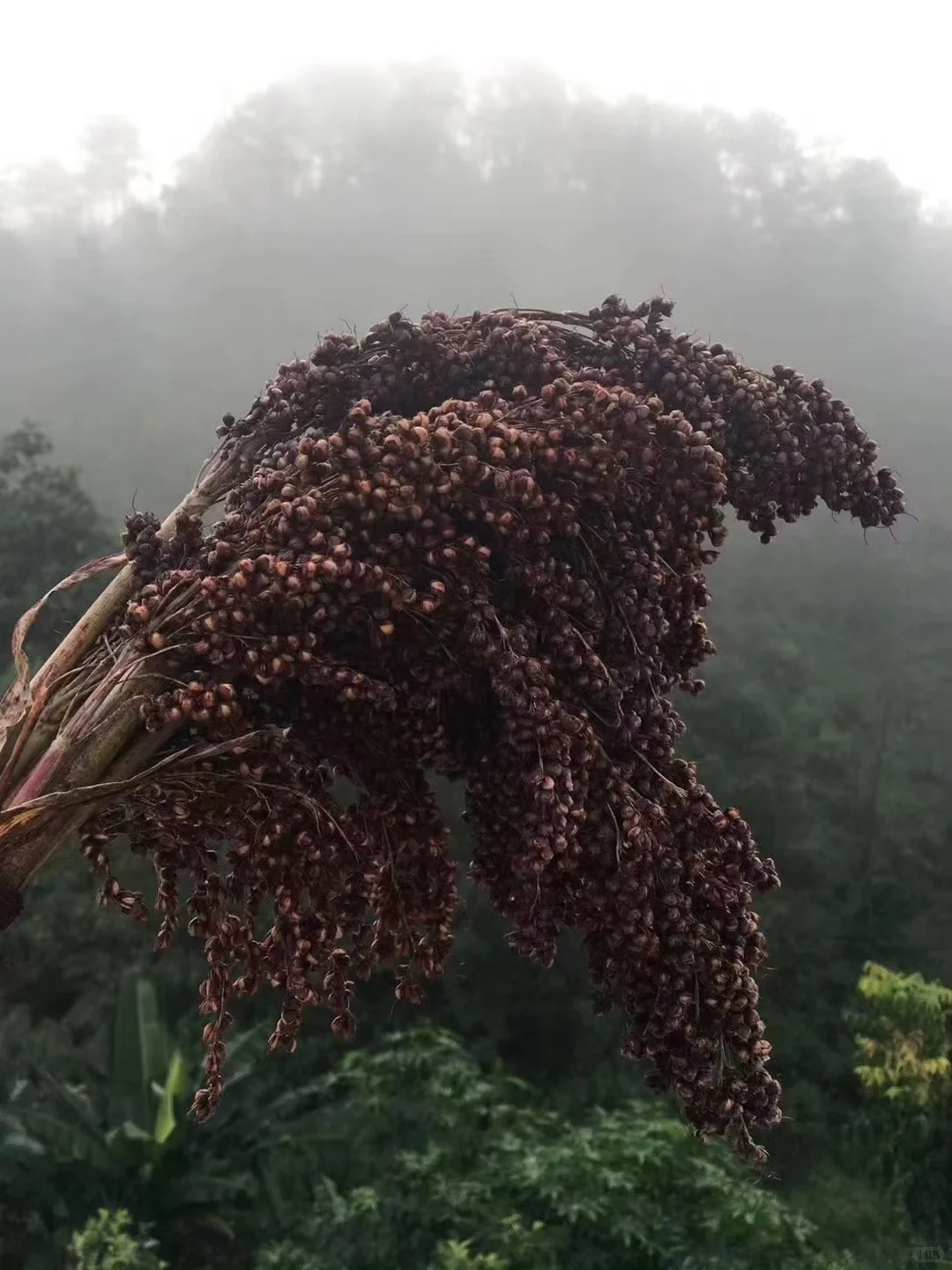 高端的美酒只需简单的传统酿造_红高粱酒
