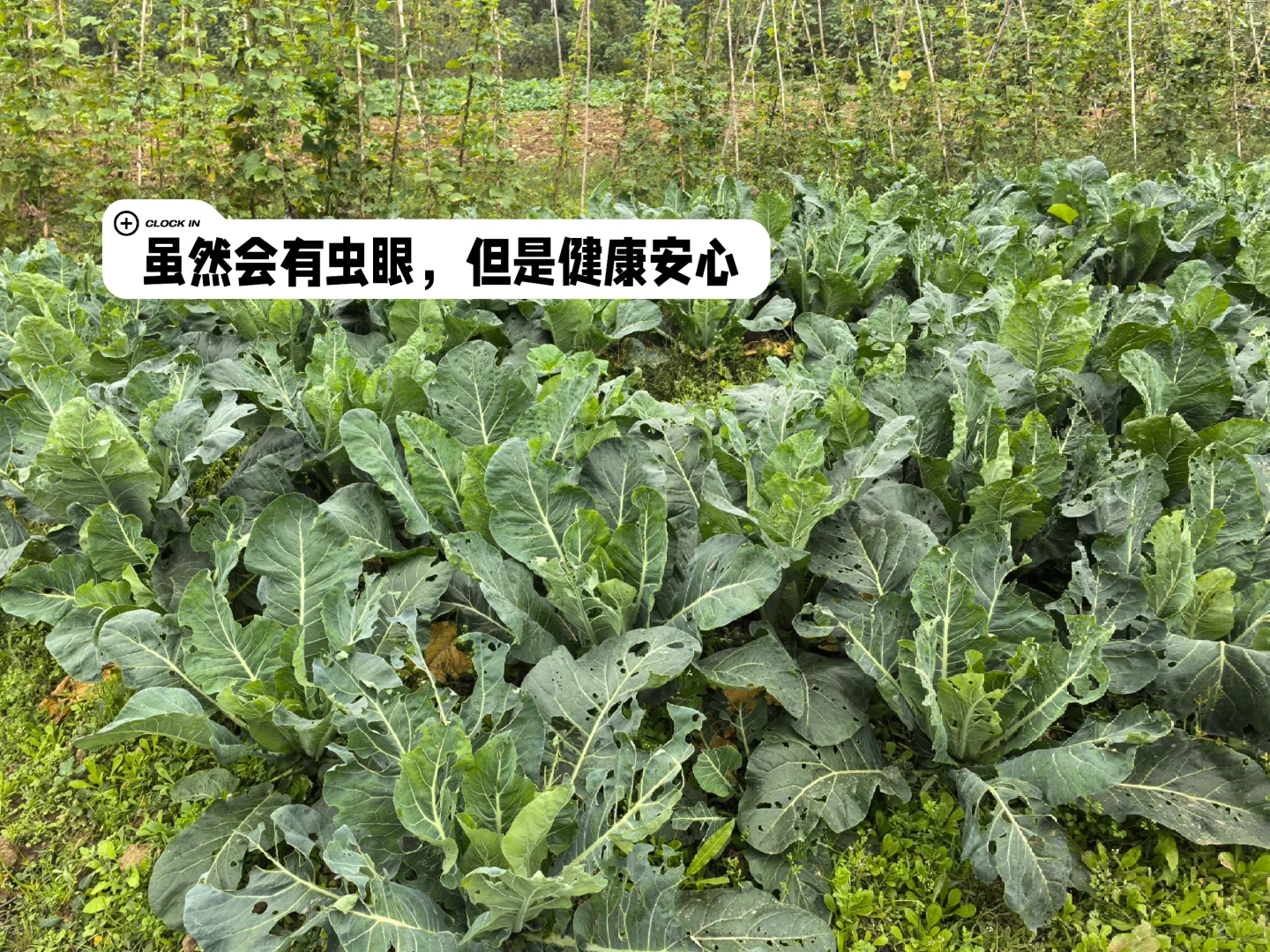 下一个风口就是私域➕共享菜园！