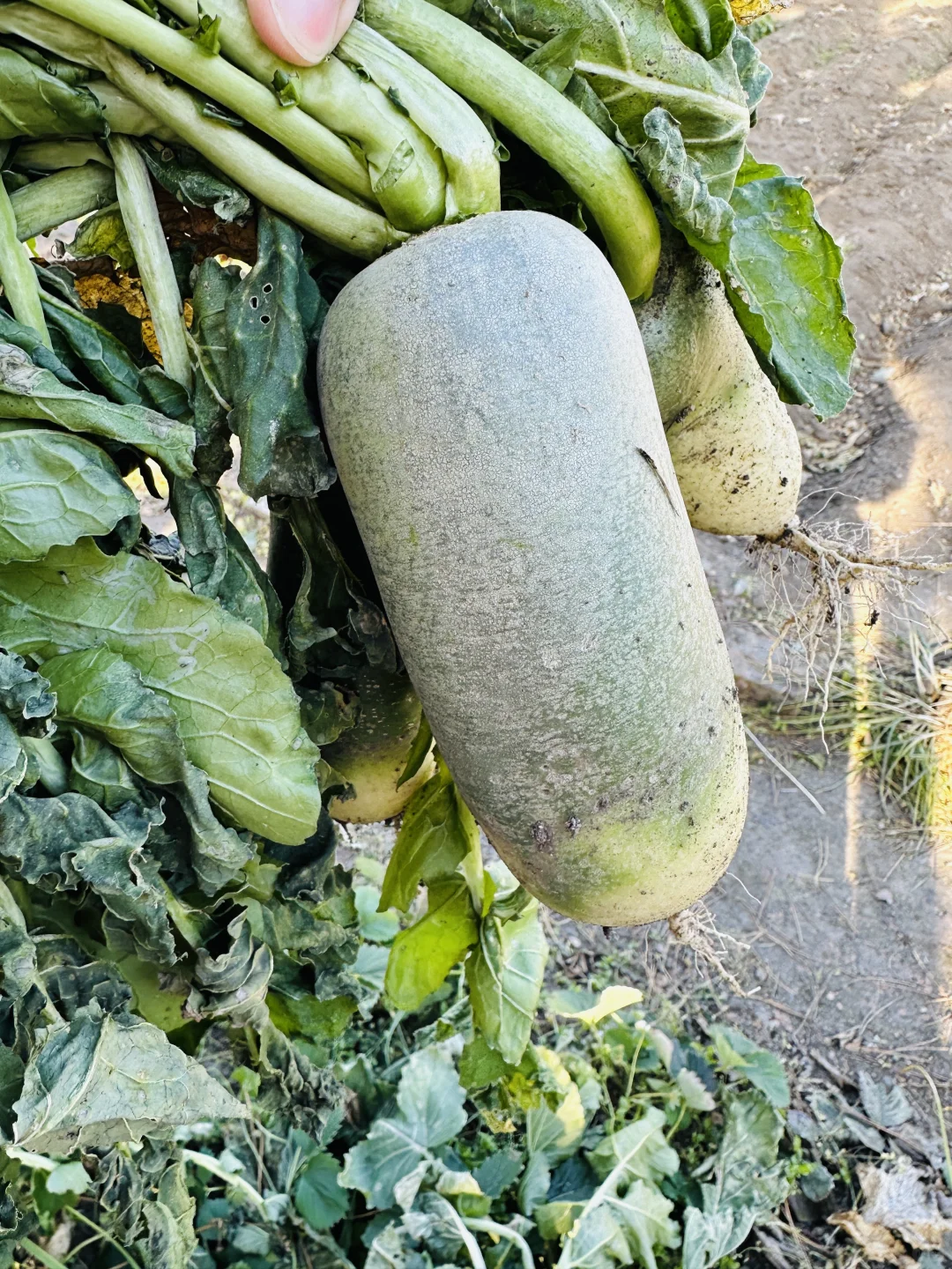 东北婆婆家的绿色食品