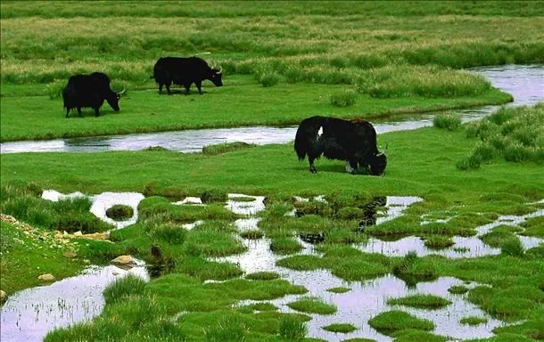 《绿色畜牧养殖：开启健康未来》