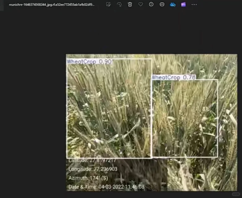 基于深度学习的农作物目标检测