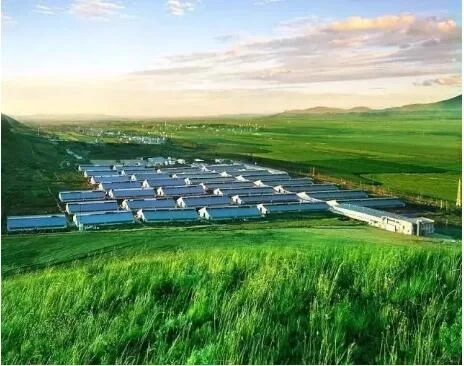 《绿色畜牧养殖：开启健康未来》