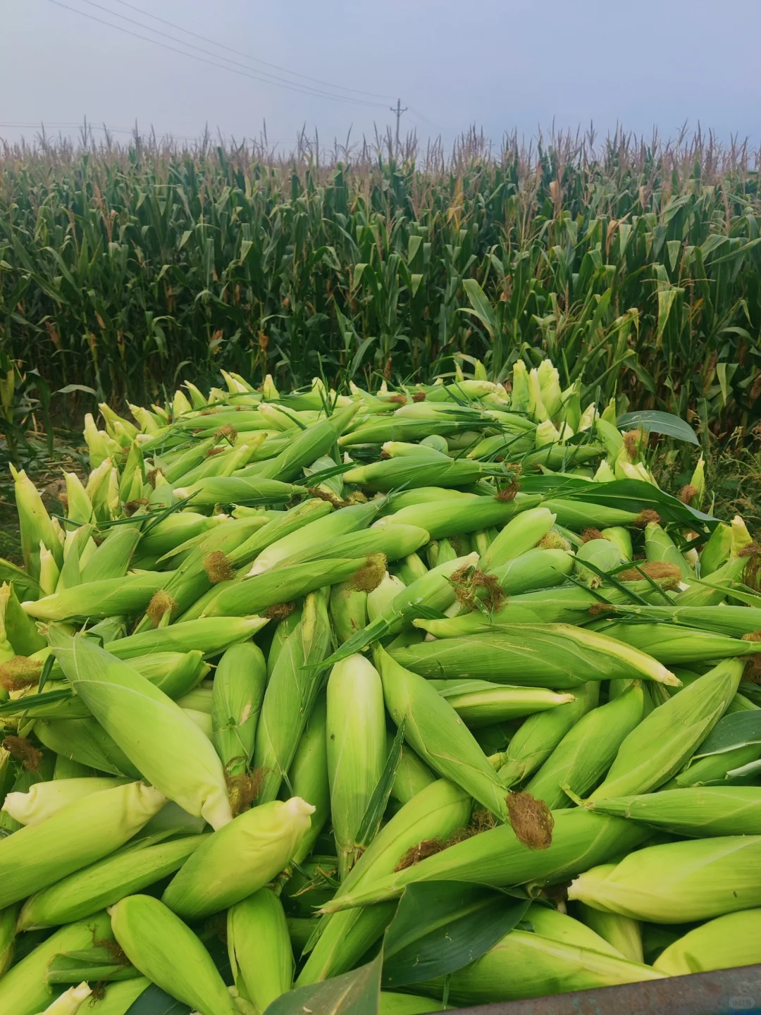 摘不完，根本摘不完。