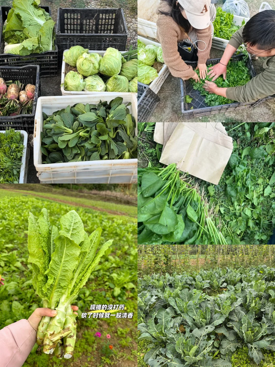 有机菜，没有门店网店，月入10w➕