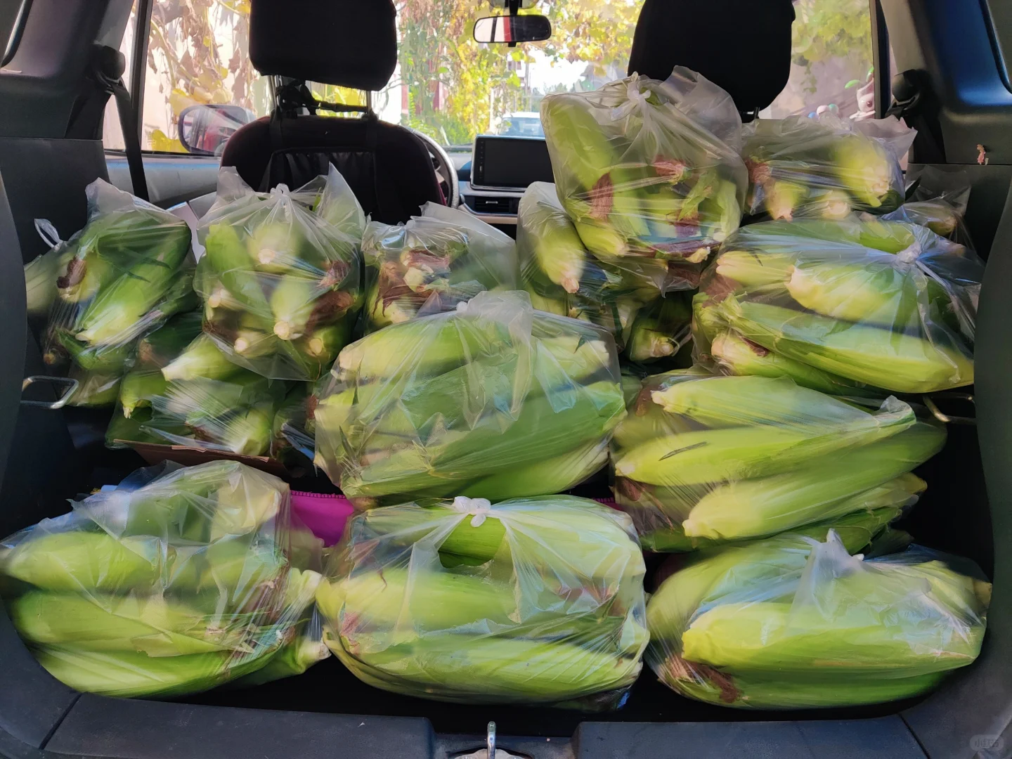 摘不完，根本摘不完。