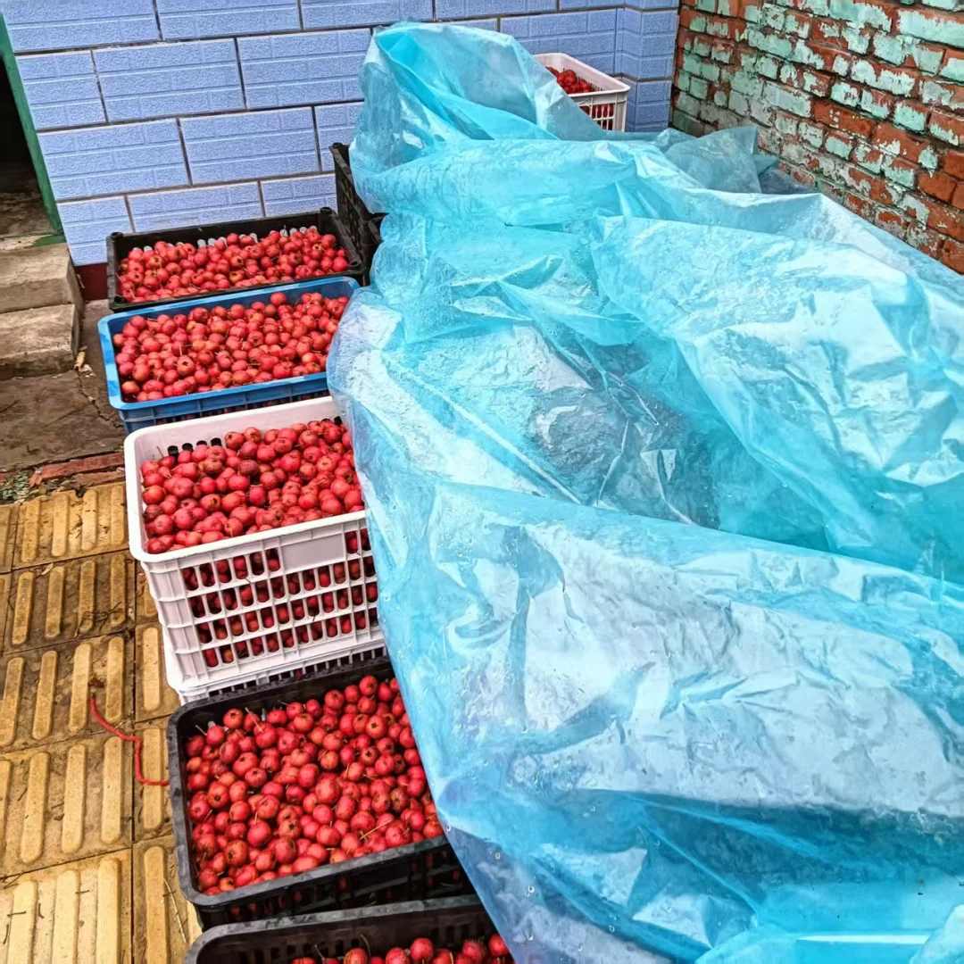 自家种的山楂，绿色食品，无科技狠活