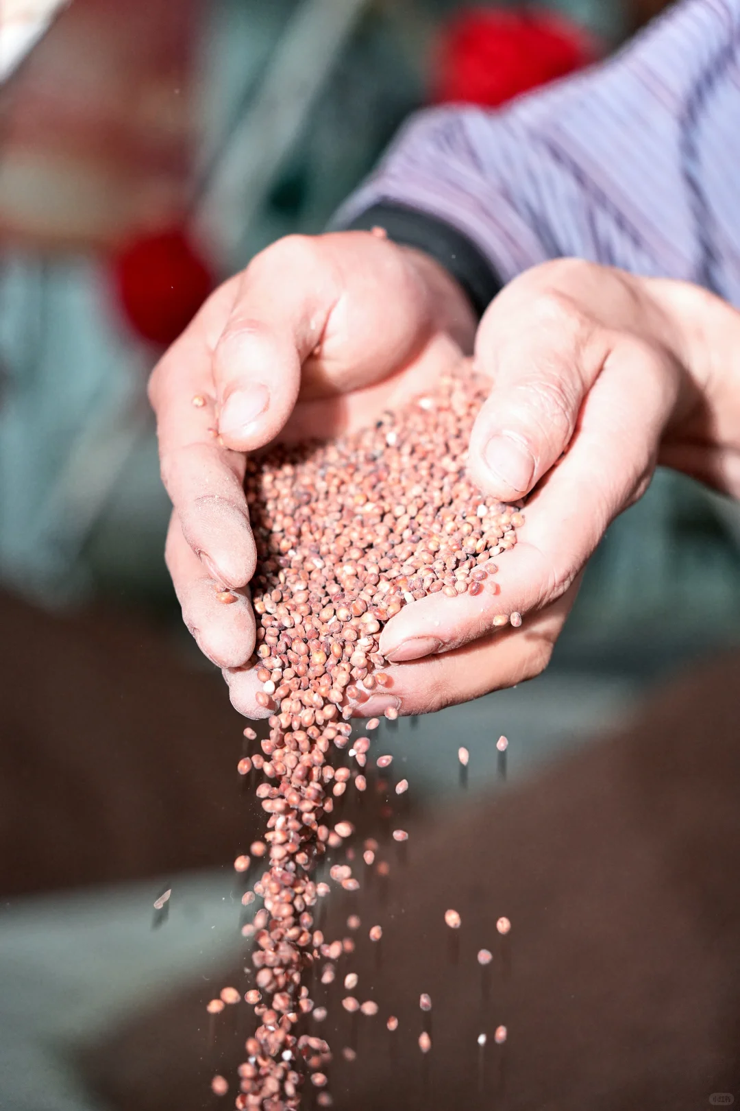 为什么茅台镇酱酒原料要用红缨子糯高粱?