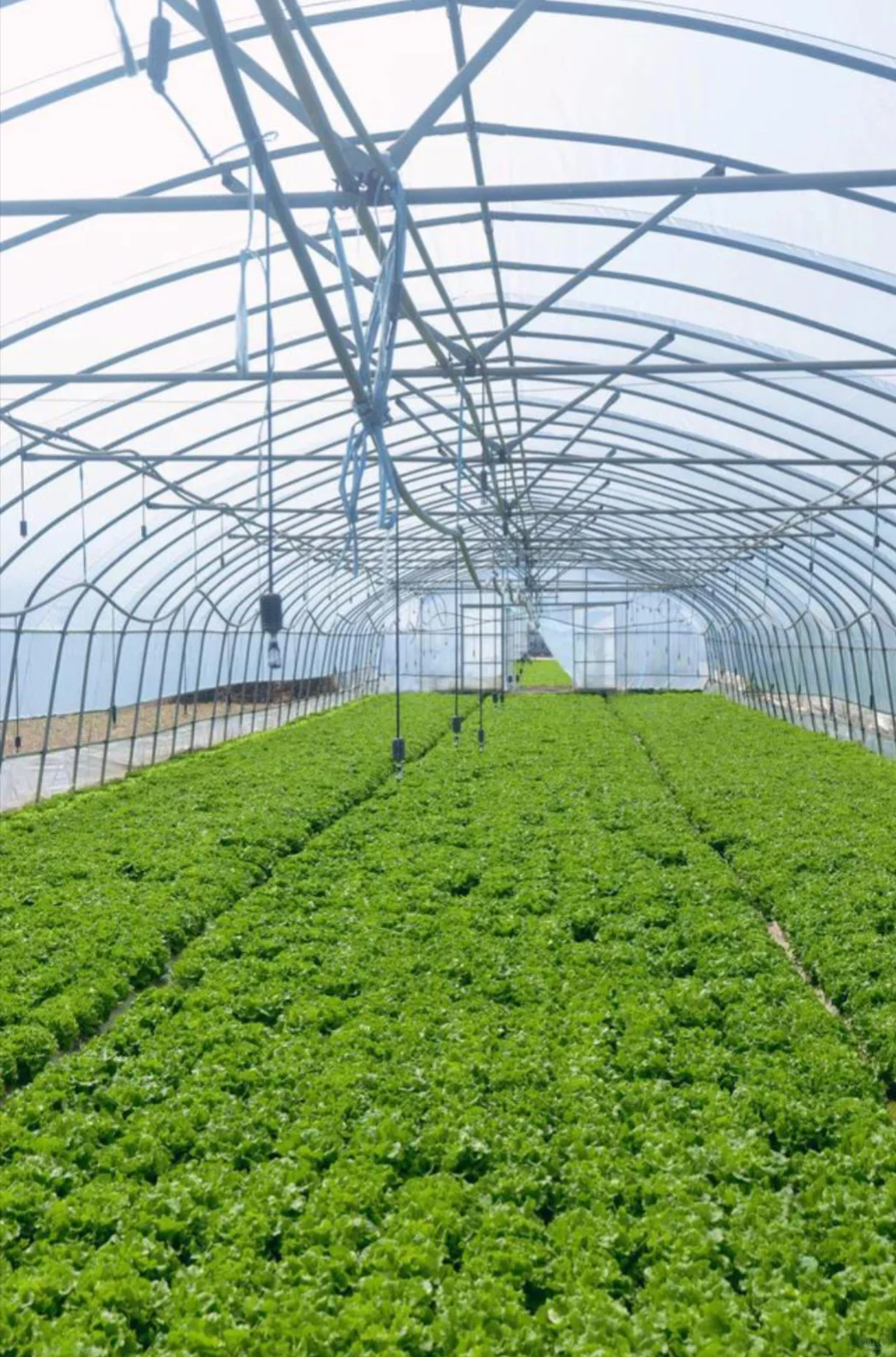 2025农业项目，发展很大！