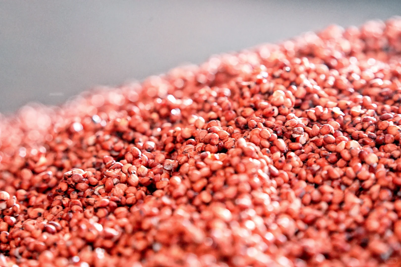 为什么茅台镇酱酒原料要用红缨子糯高粱?