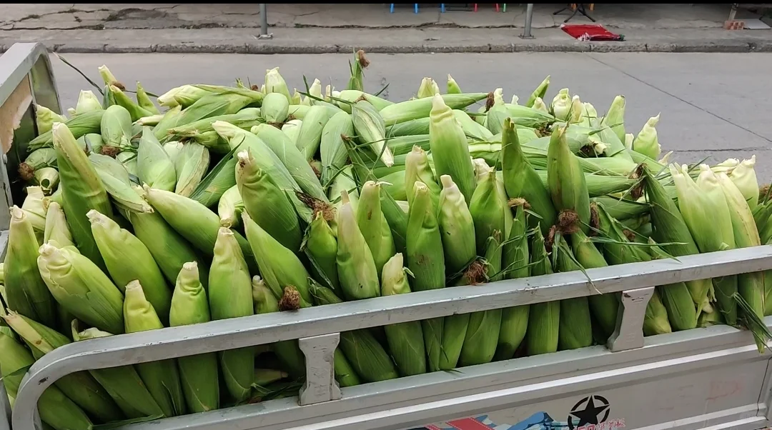 摘不完，根本摘不完。