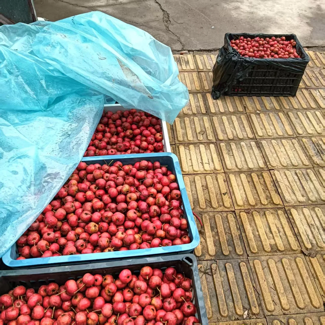 自家种的山楂，绿色食品，无科技狠活