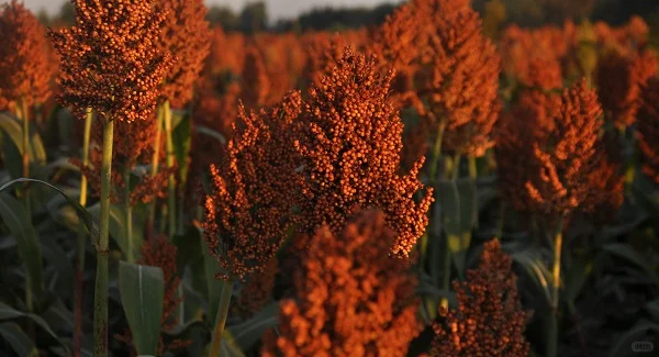 为什么茅台镇酱酒原料要用红缨子糯高粱?