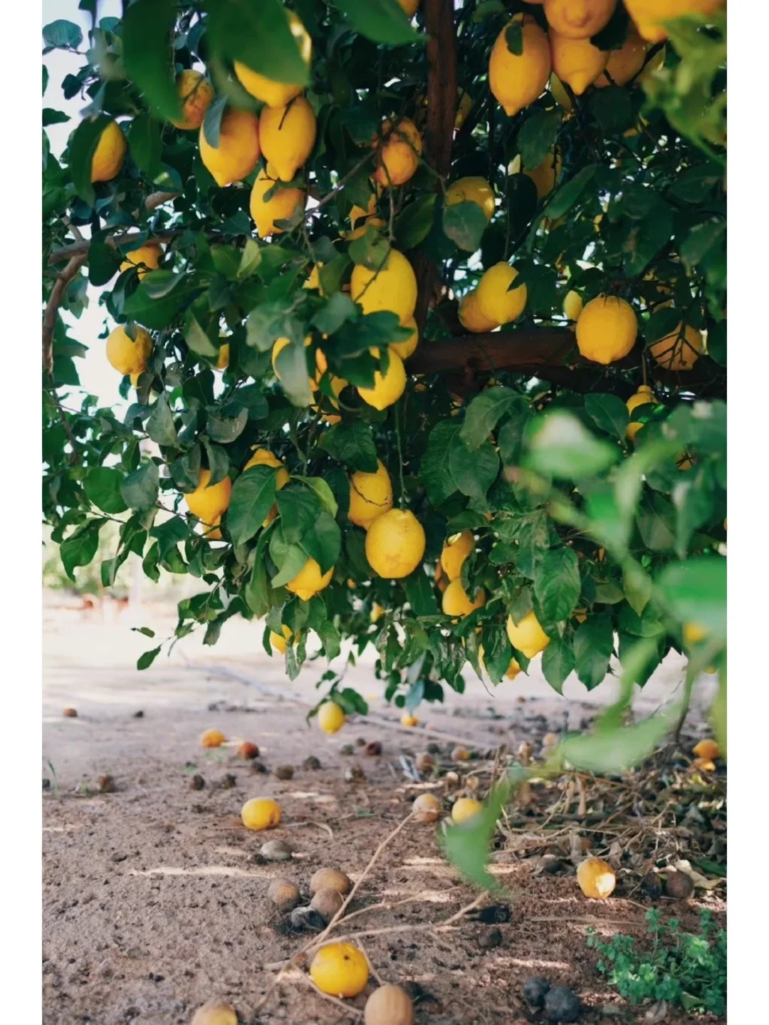 ?非遗+助农,乡村振兴新赛道之路?