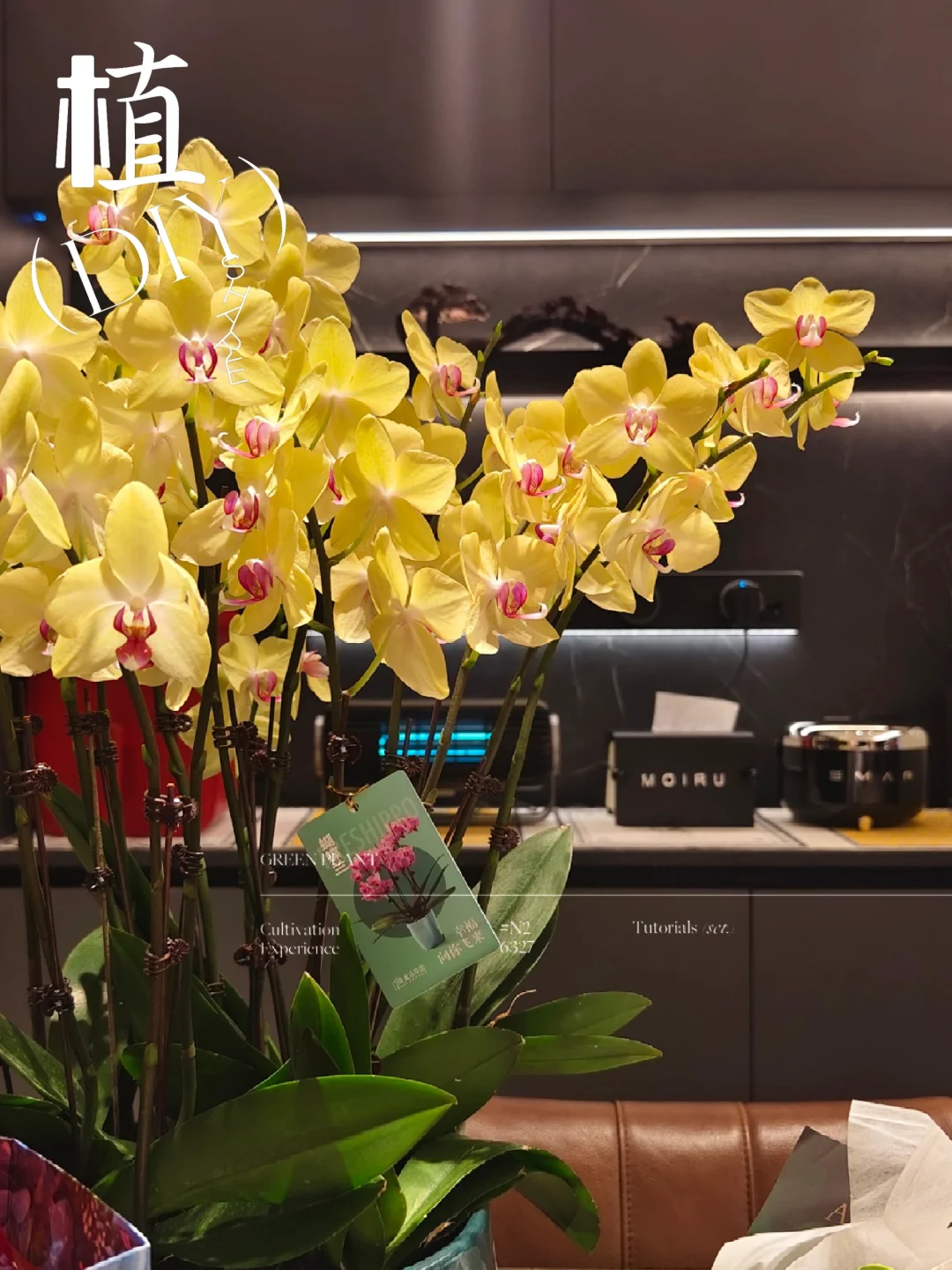 我的摩根全屋智能落成!