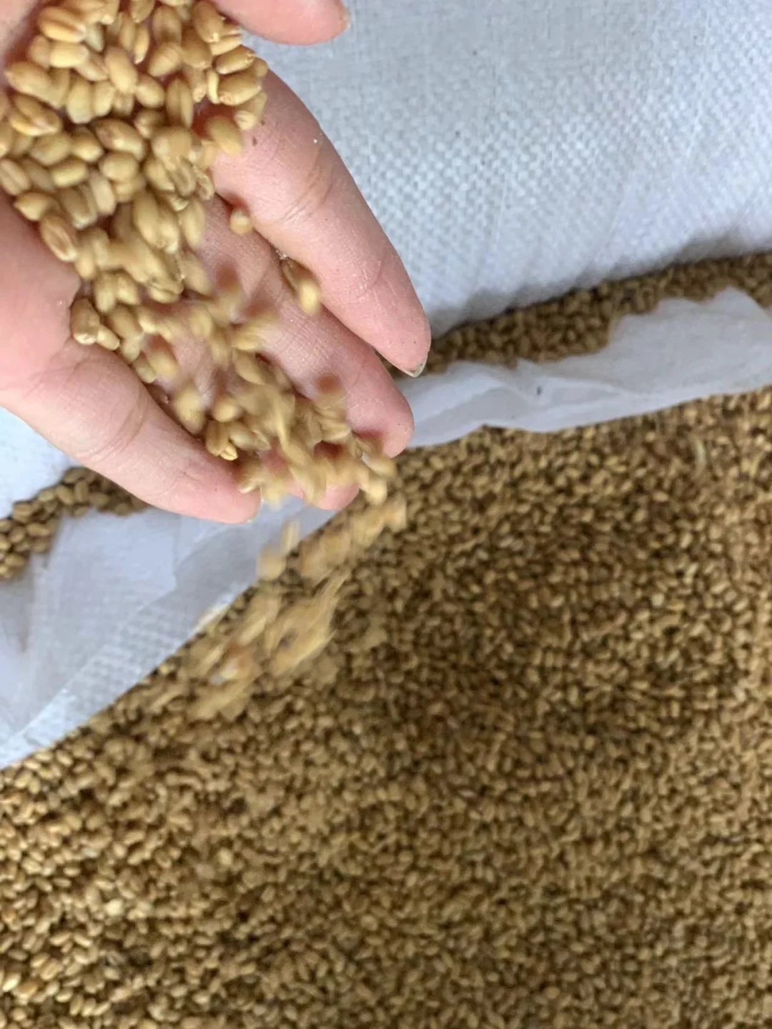 原料：高粱小麦水